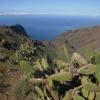 Cactus sur une montagne